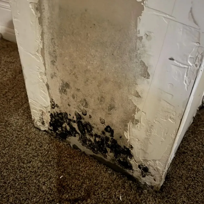 Professional Mold Removal in Carnuel, NM